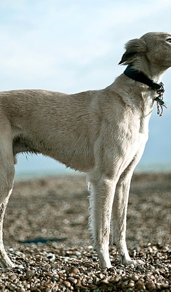 Салюки на гальке