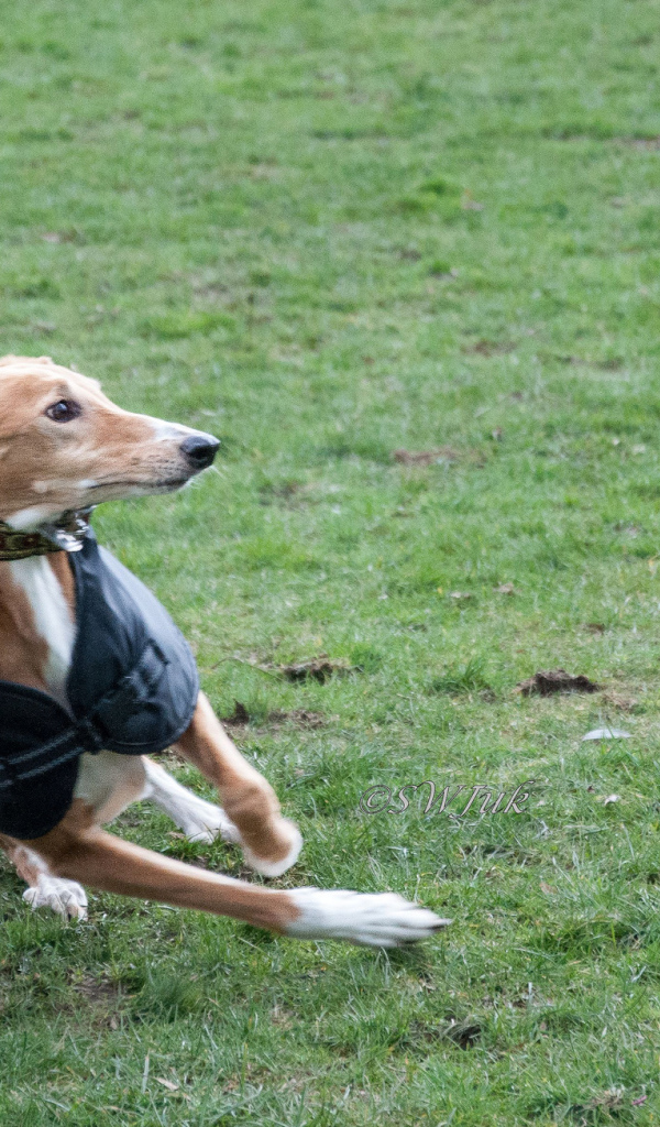 Салюки быстро бегает