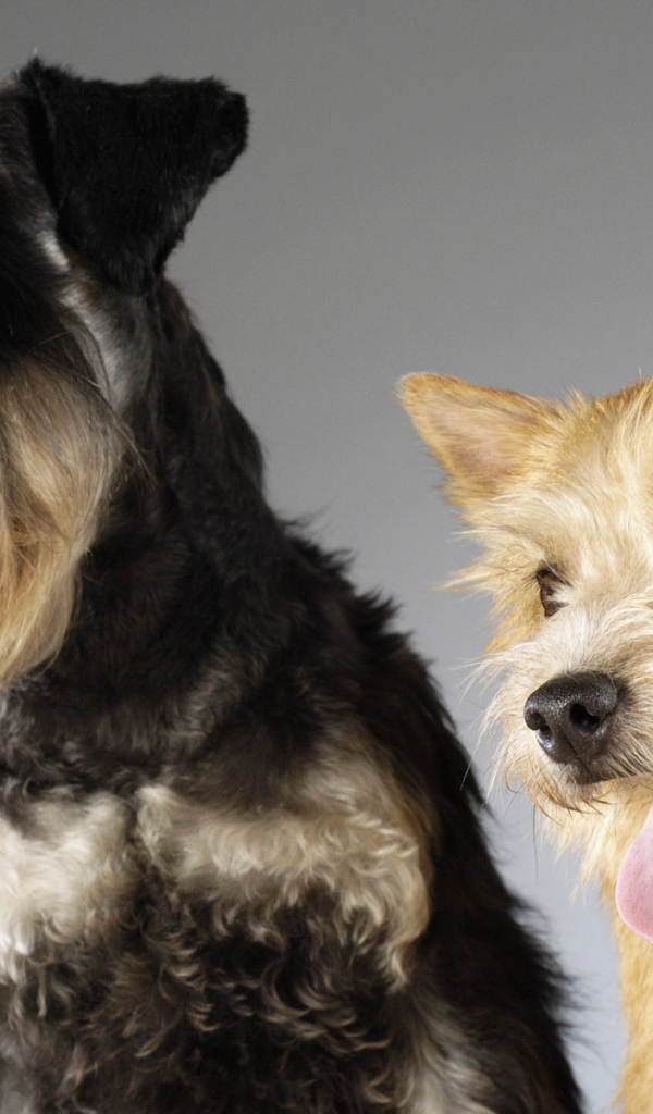 Шнауцер и терьер