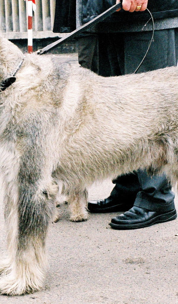 Шнауцер на выставке собак