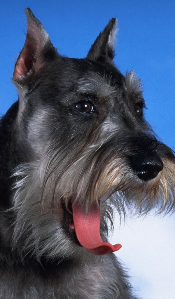 Черный шнауцер на фоне неба