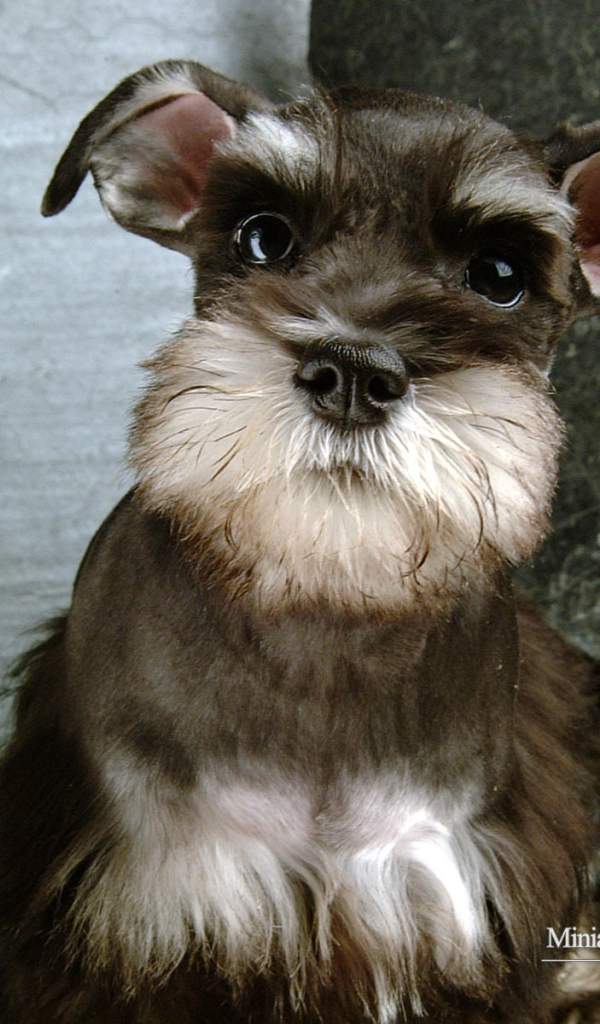 Собака шнауцер коричневого цвета