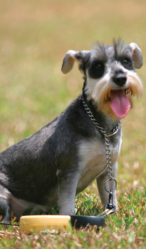 Собака шнауцер на поляне