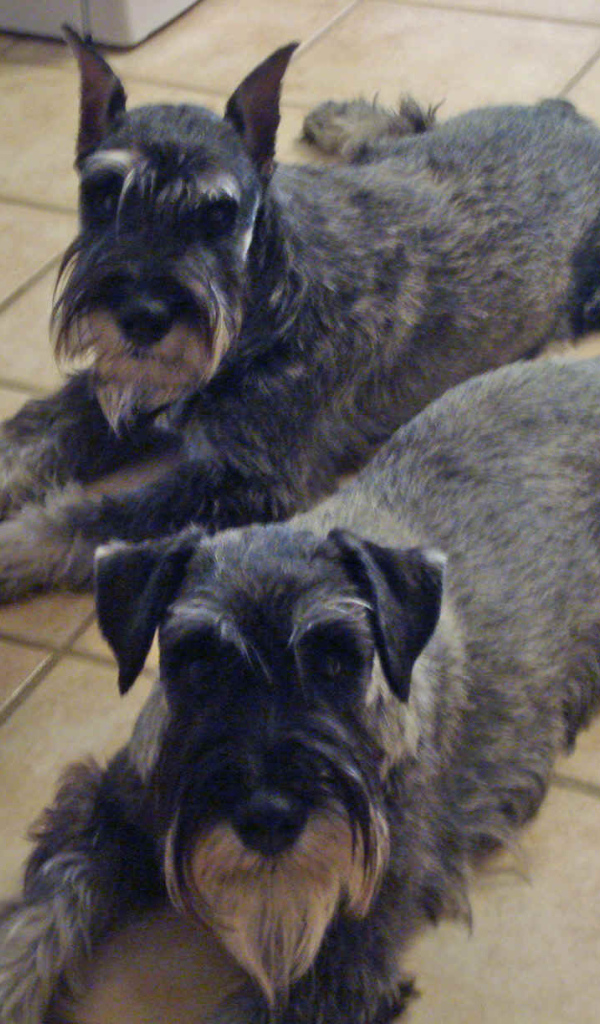 Собаки шнауцеры лежат на полу