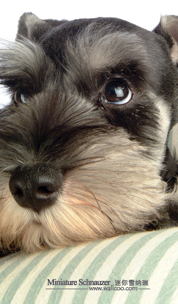 Шнауцер лежит на перине