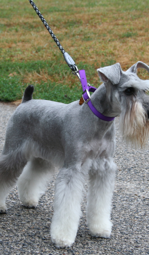 Шнауцер на прогулке