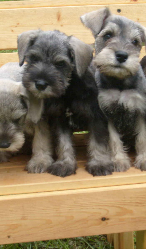 Щенки шнауцера на лавке
