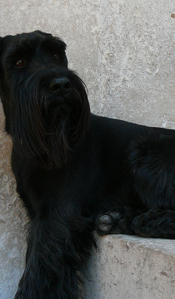 Шнауцер сидит на ступеньках