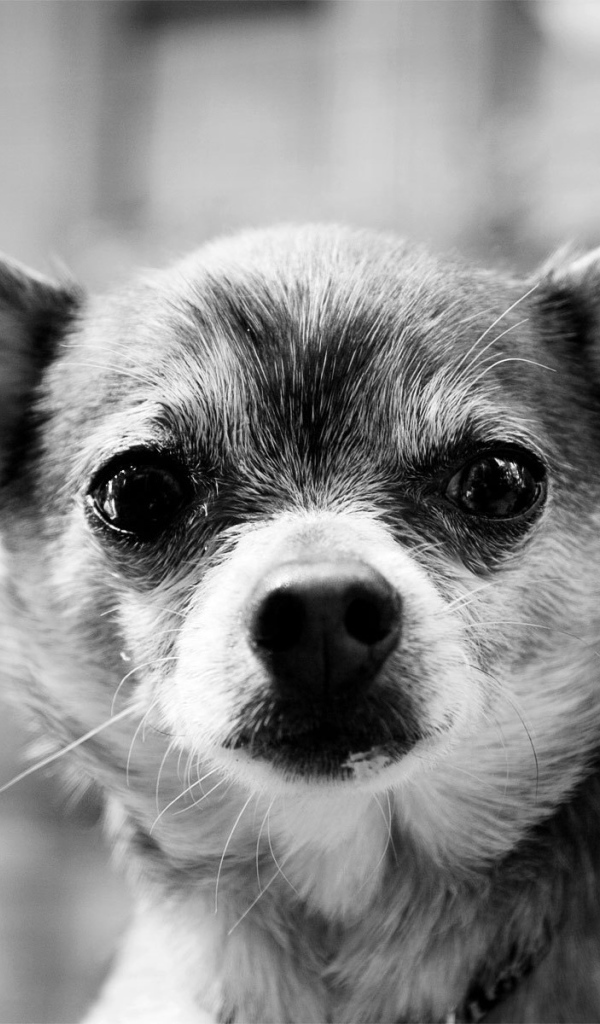 Серьезный взгляд чихуахуа