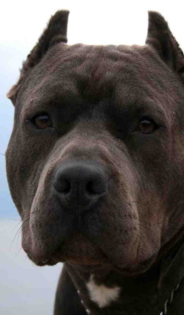 Серьезный взгляд питбуля