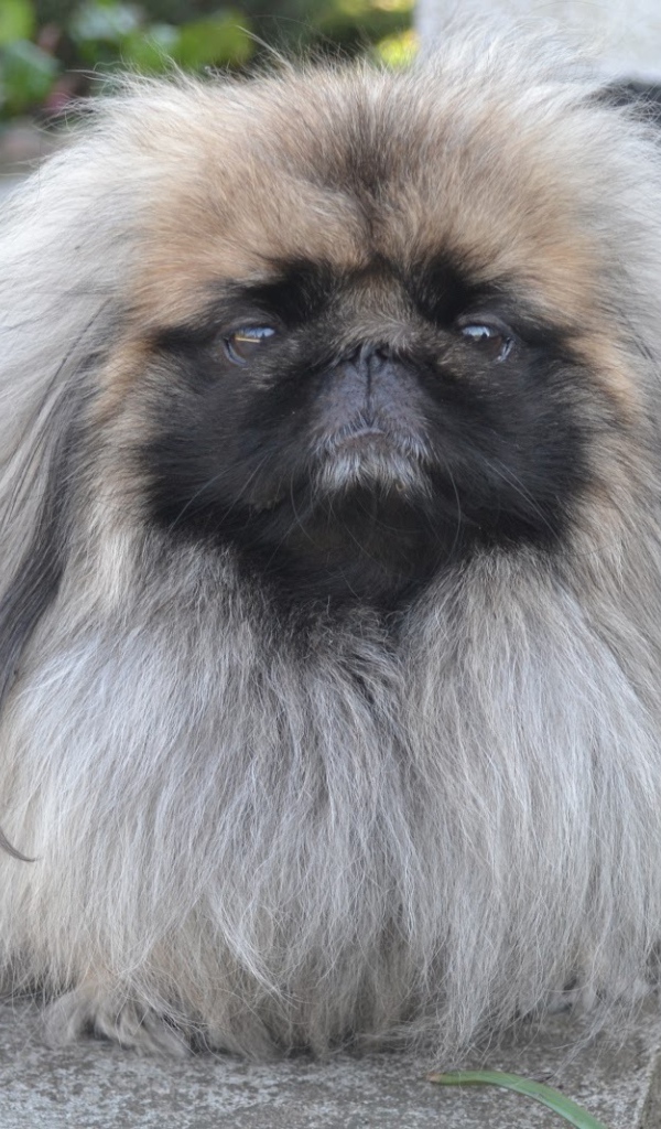 Лохматый пекинес на прогулке