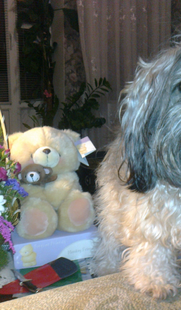 Лохматая русская болонка