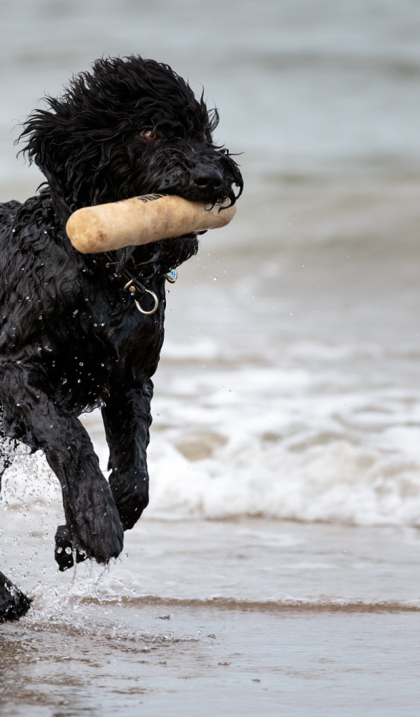 Лохматый барбет на пляже