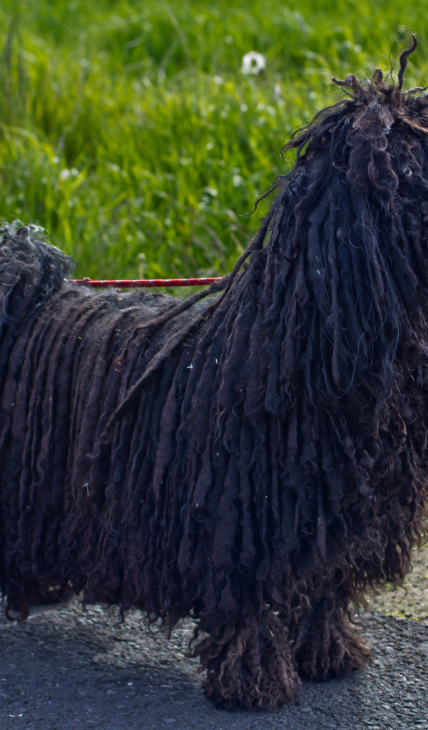 Лохматый черный комондор