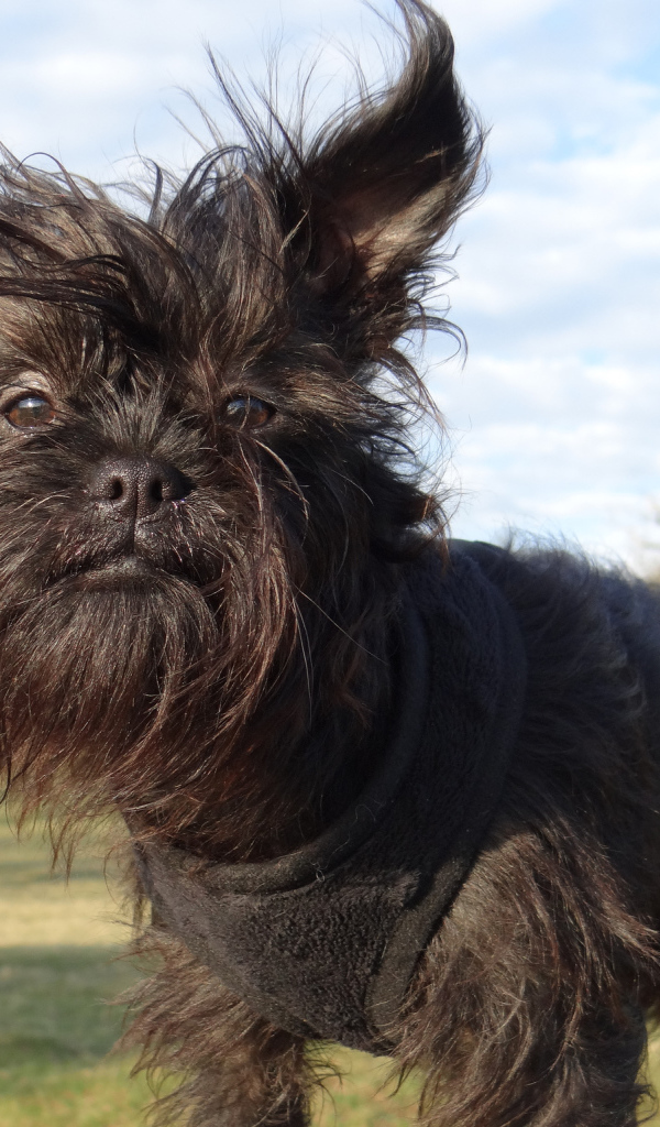 Лохматый пес аффенпинчер