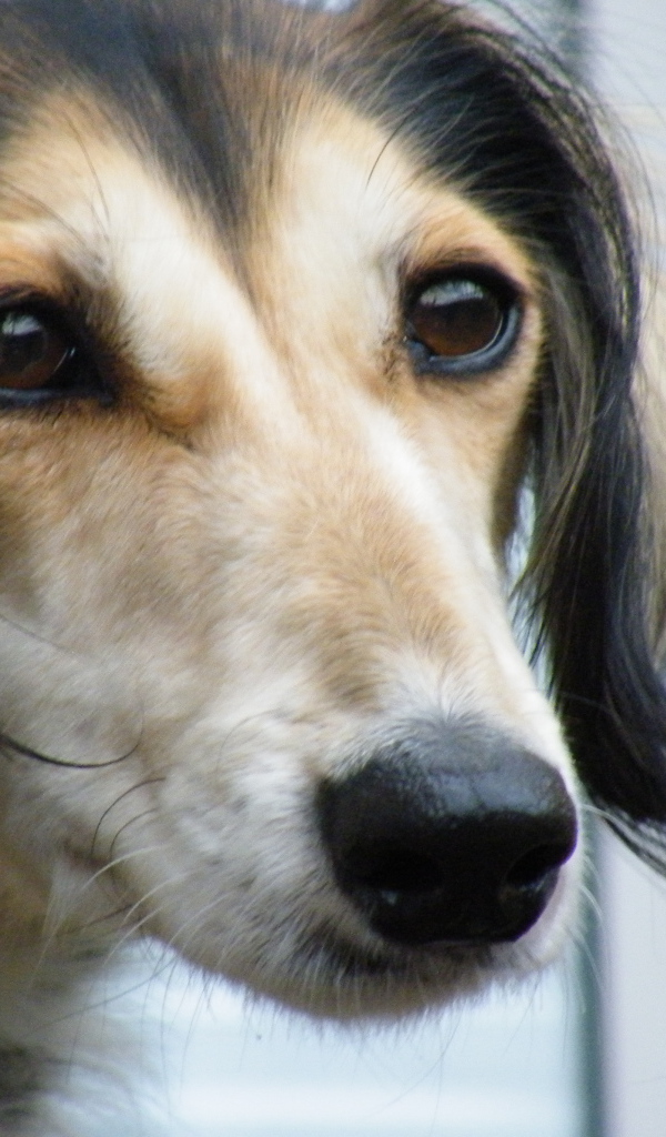 Лохматая собака салюки