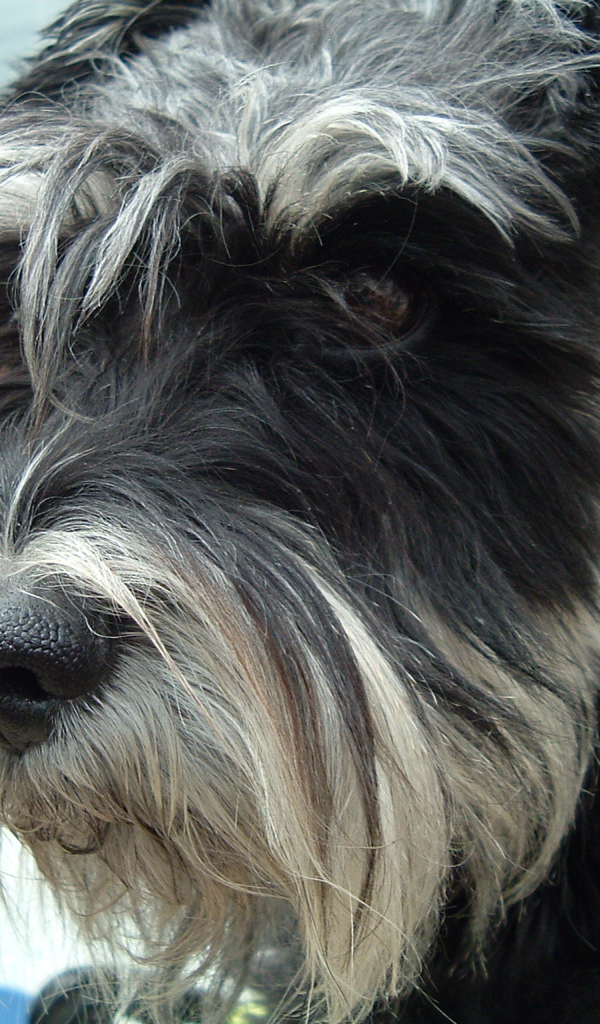 Лохматый пес шнауцер