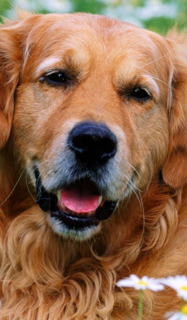 Лохматый золотой ретривер