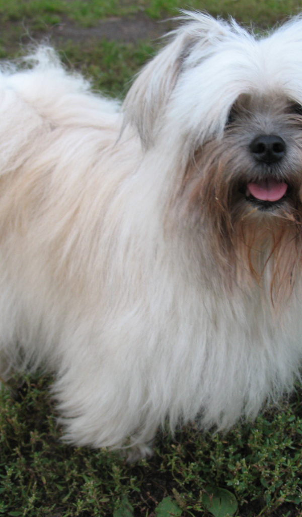 Лохматая болонка на газоне