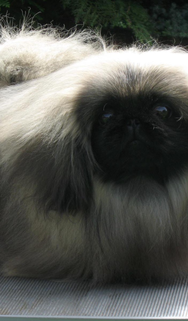 Лохматое чудо пекинес