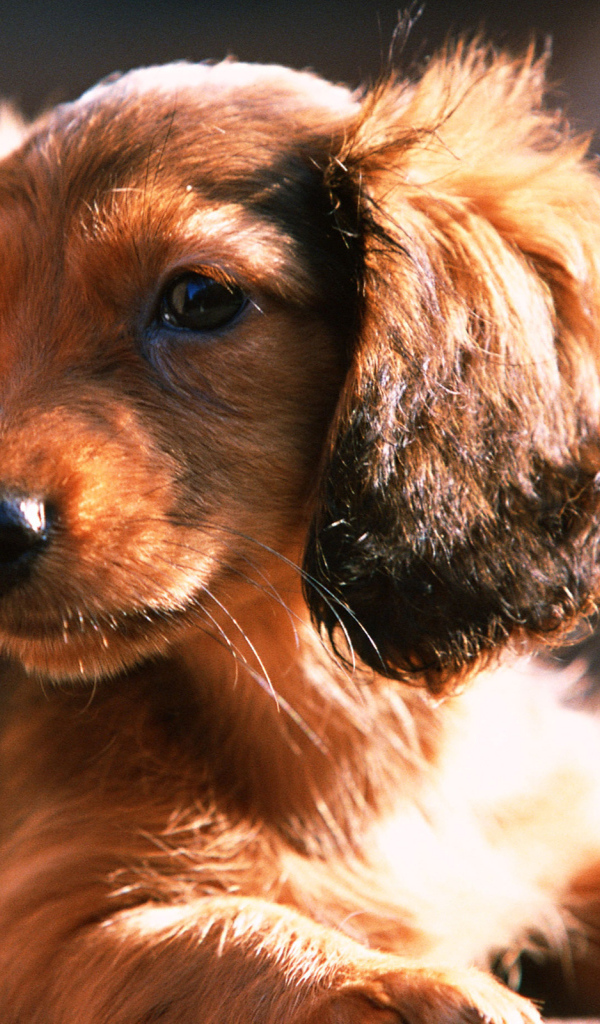 Лохматый щенок таксы