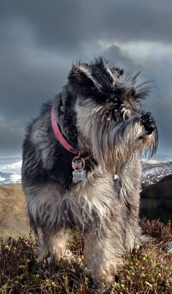 Лохматый шнауцер в горах