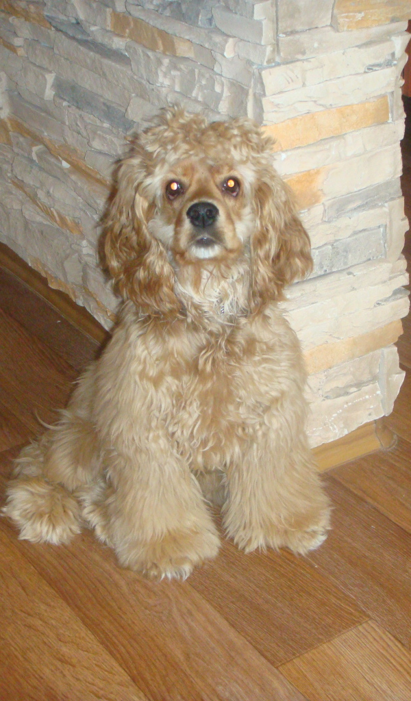 Лохматый спаниель в доме