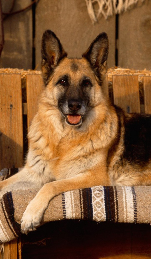 Овчарка позирует