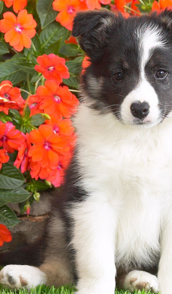 Шотландской овчарки щенок