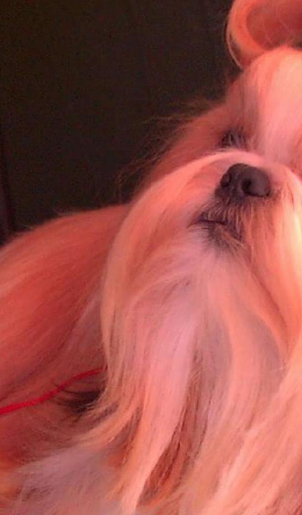 Собака шитцу с бантом