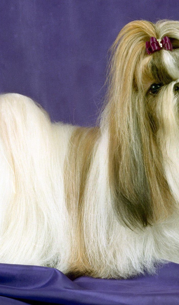 Собака шитцу на синем фоне