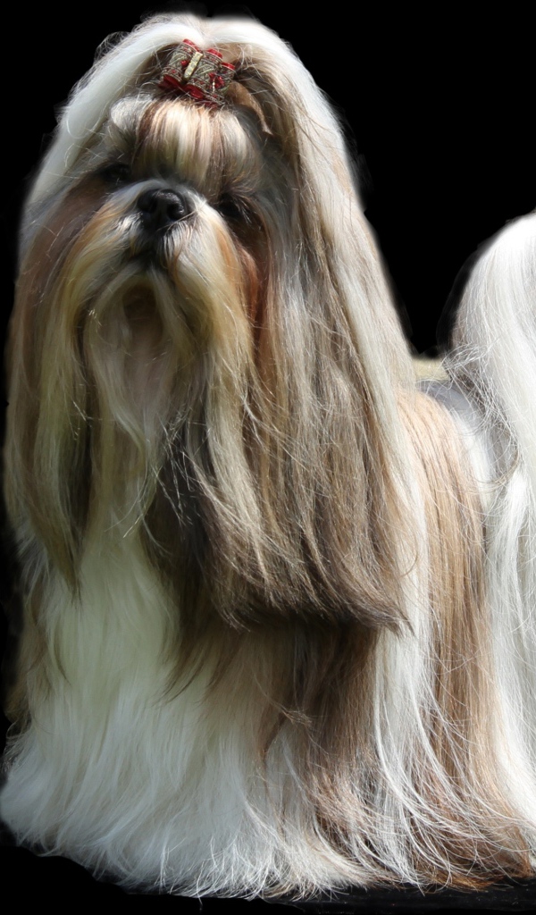 Собака шитцу с длинной шерстью