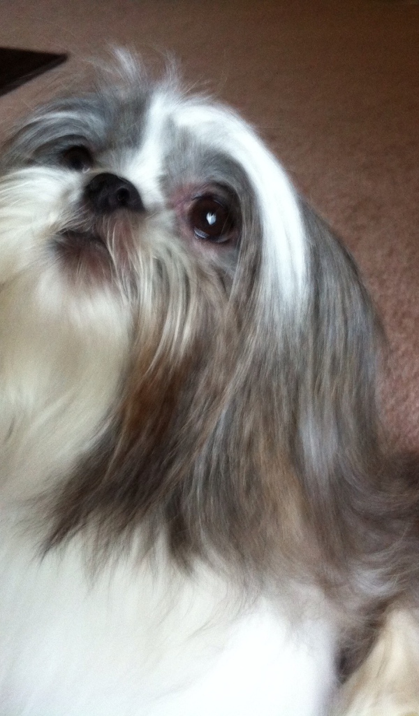 Шитцу смотрит вверх