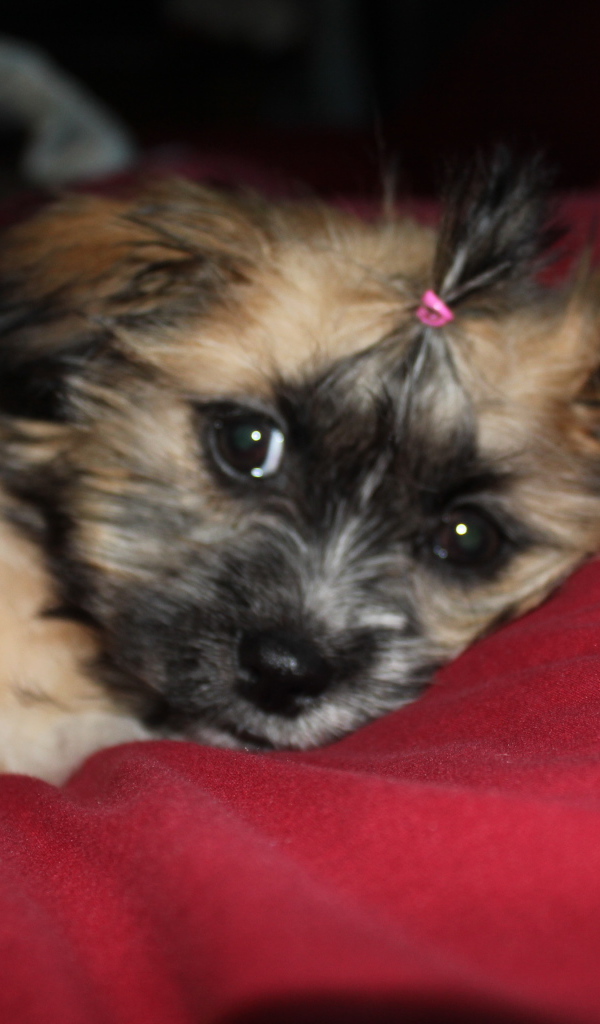 Шитцу лежит на перине