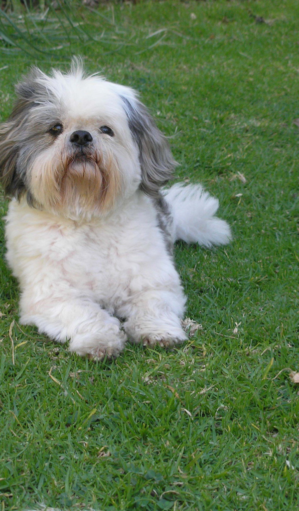 Шитцу лежит на траве