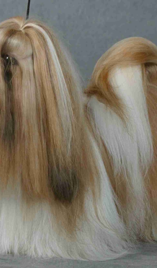 Шитцу на поводке