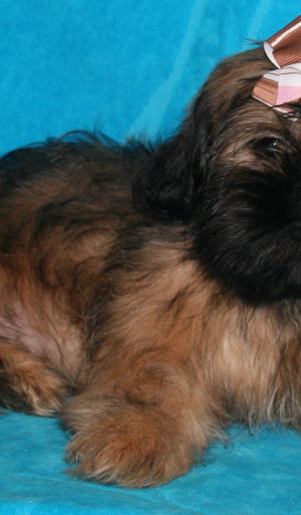 Щенок шитцу на голубом фоне