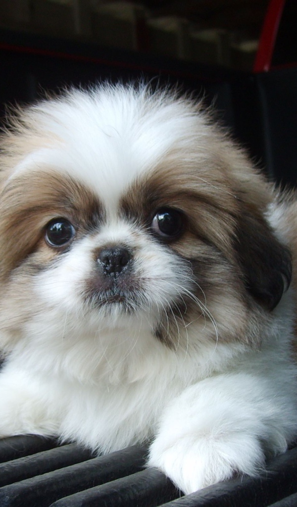 Щенок шитцу на коврике