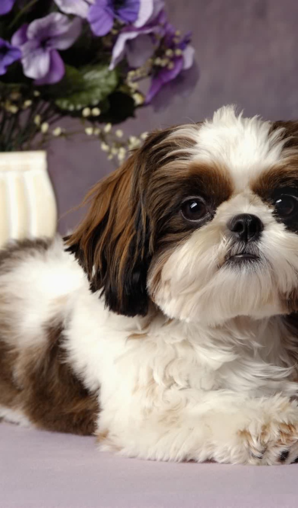 Шитцу с букетом