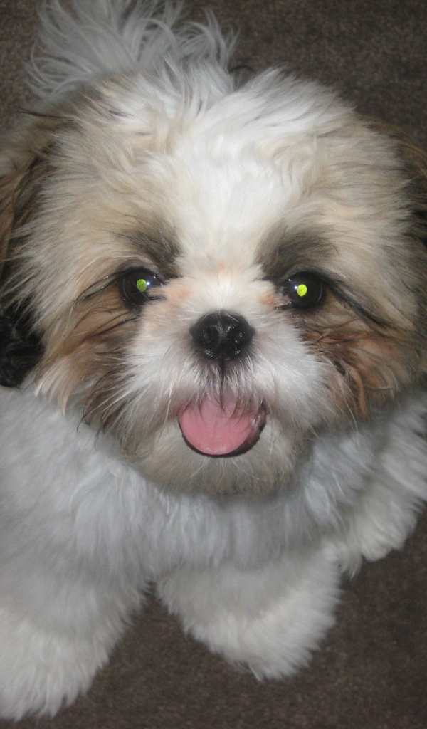 Шитцу с горящими глазами