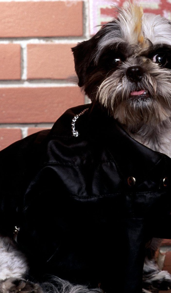 Собака шитцу гангстер