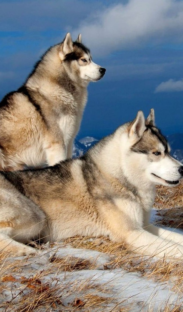 Сибирские лайки в горах