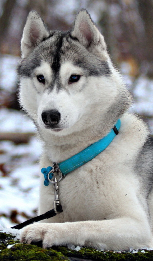 Сибирская лайка в ошейнике