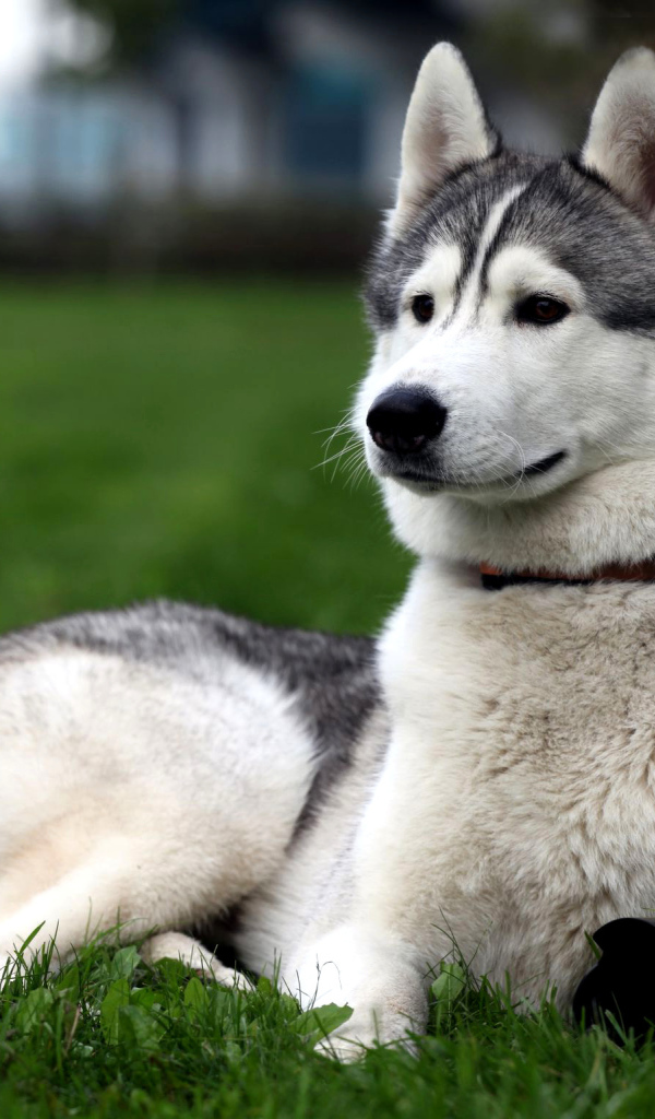 Сибирская лайка позирует