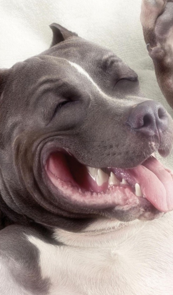 Спящий пес питбуль