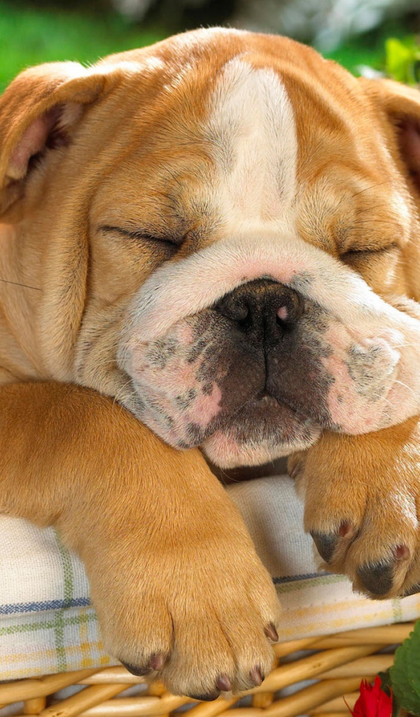 Спит весь день