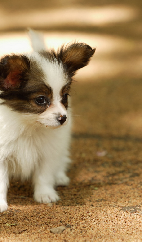 Маленький папильон гуляет