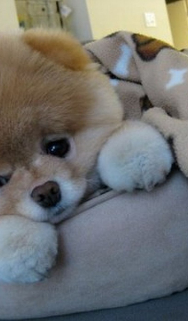 Маленький шпиц отдыхает