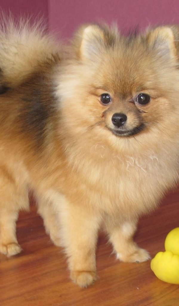 Маленький шпиц с игрушкой