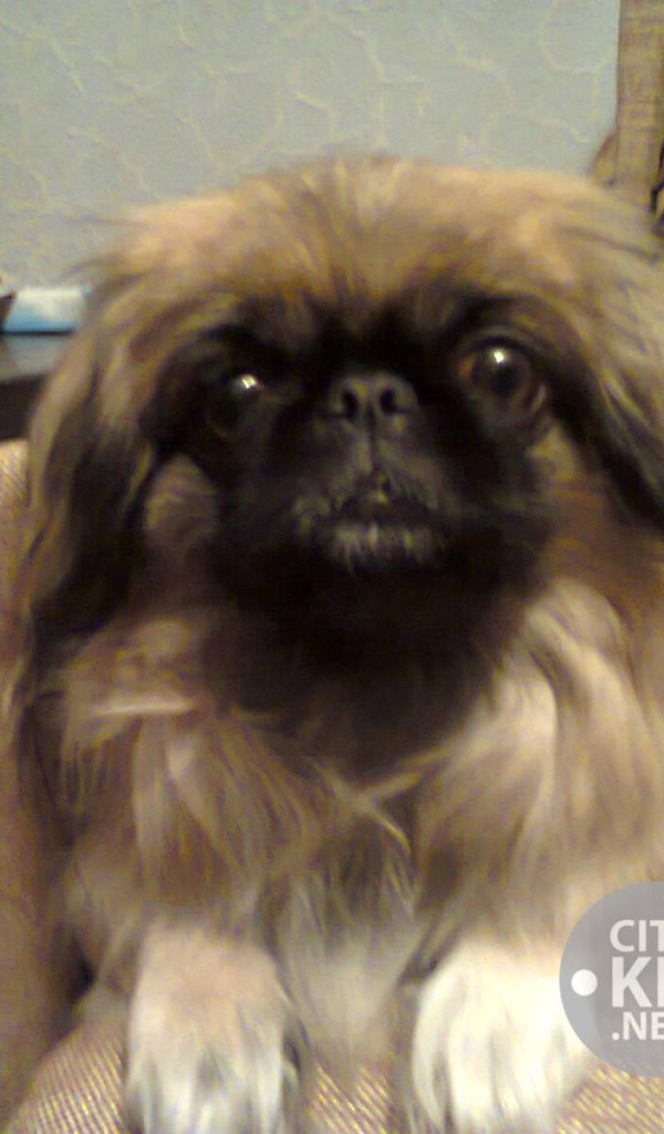 Маленький друг человека пекинес